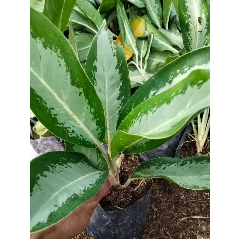 Tanaman Hias Aglonema Diven Silver || Silver Queen