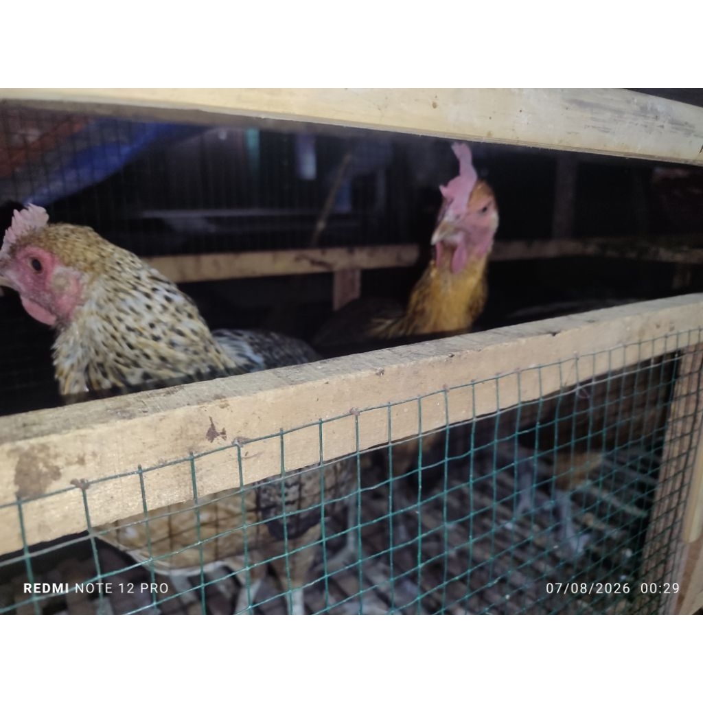 Ayam Pelung Indukan