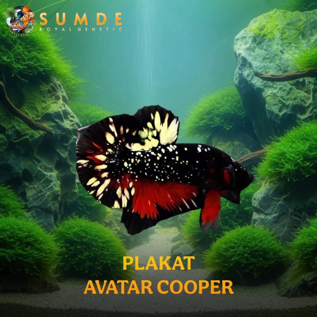 HIASAN/CUPANG/PLAKAT/AVATAR COPPER/NEBULA/VAMPIR/HIASAN/AQUARIUM/KUALITAS/PREMIUM/