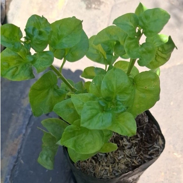 tanaman sayur / bayam brazil / tanaman bayam brazil
