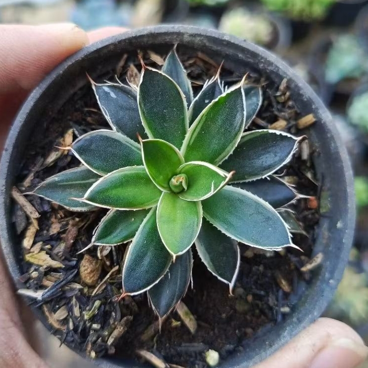agave fillifera variegata
