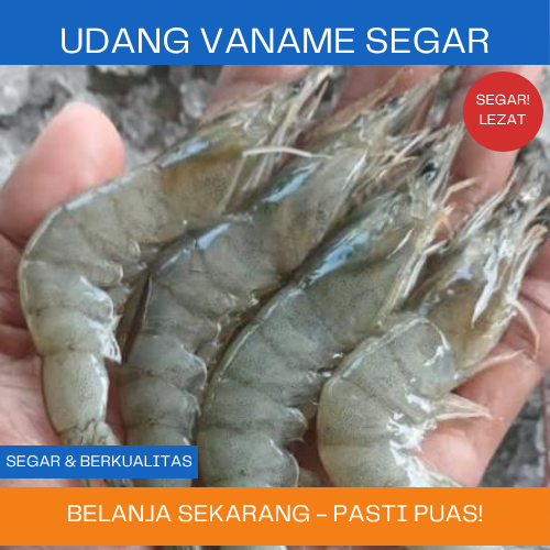 Udang vaname besar segar,udang empang besar segar pasar online makassar,udang besar pasar baru makas