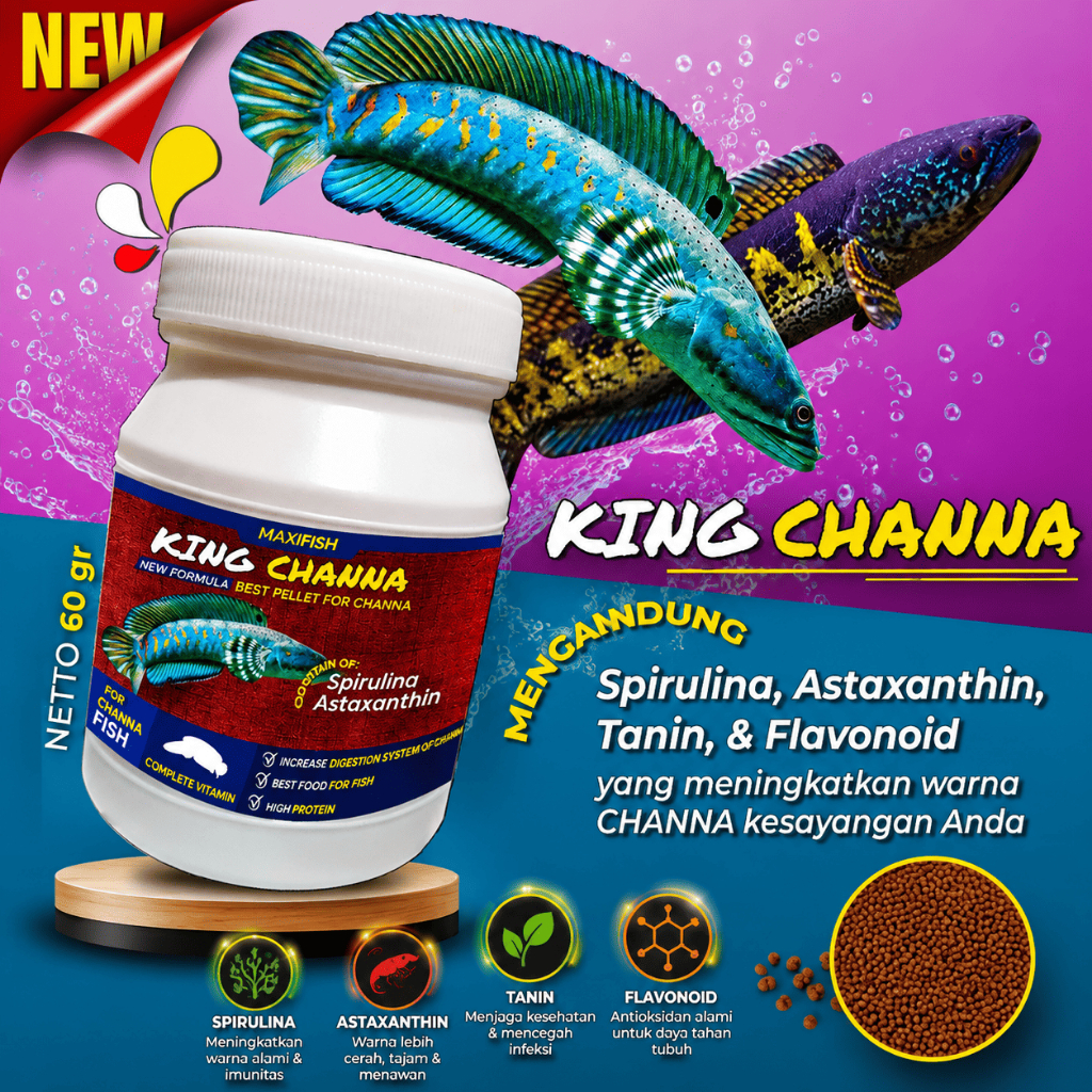 Pelet Pakan Ikan Channa Kingchanna Maru Auranti Blue Pulchra Andrao Asiatica Barca Red Sampit