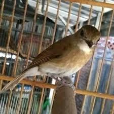 Srdc Bali Bandung