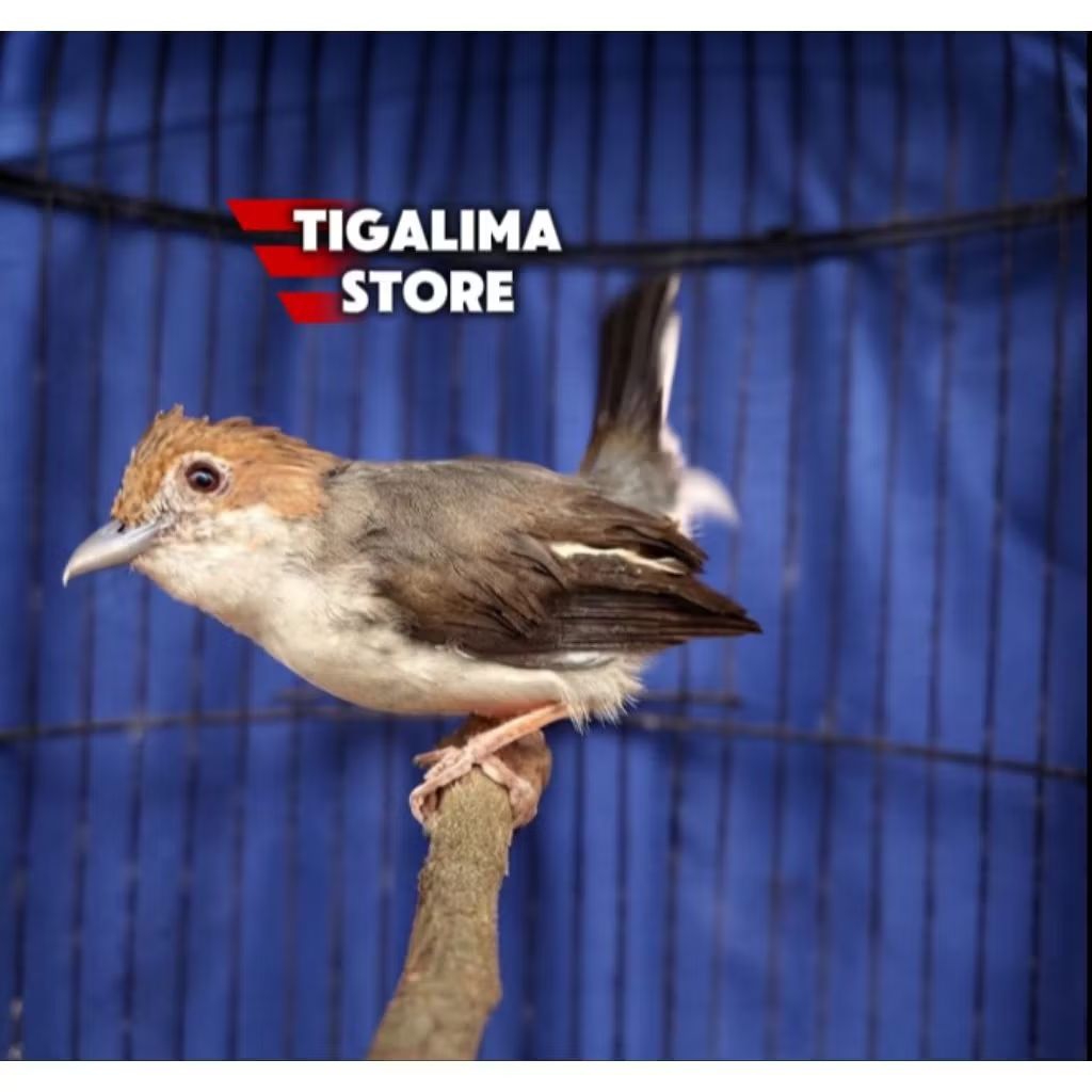 BURUNG YUHINA BURUNG MASTERAN BUAT ISIAN MURAI