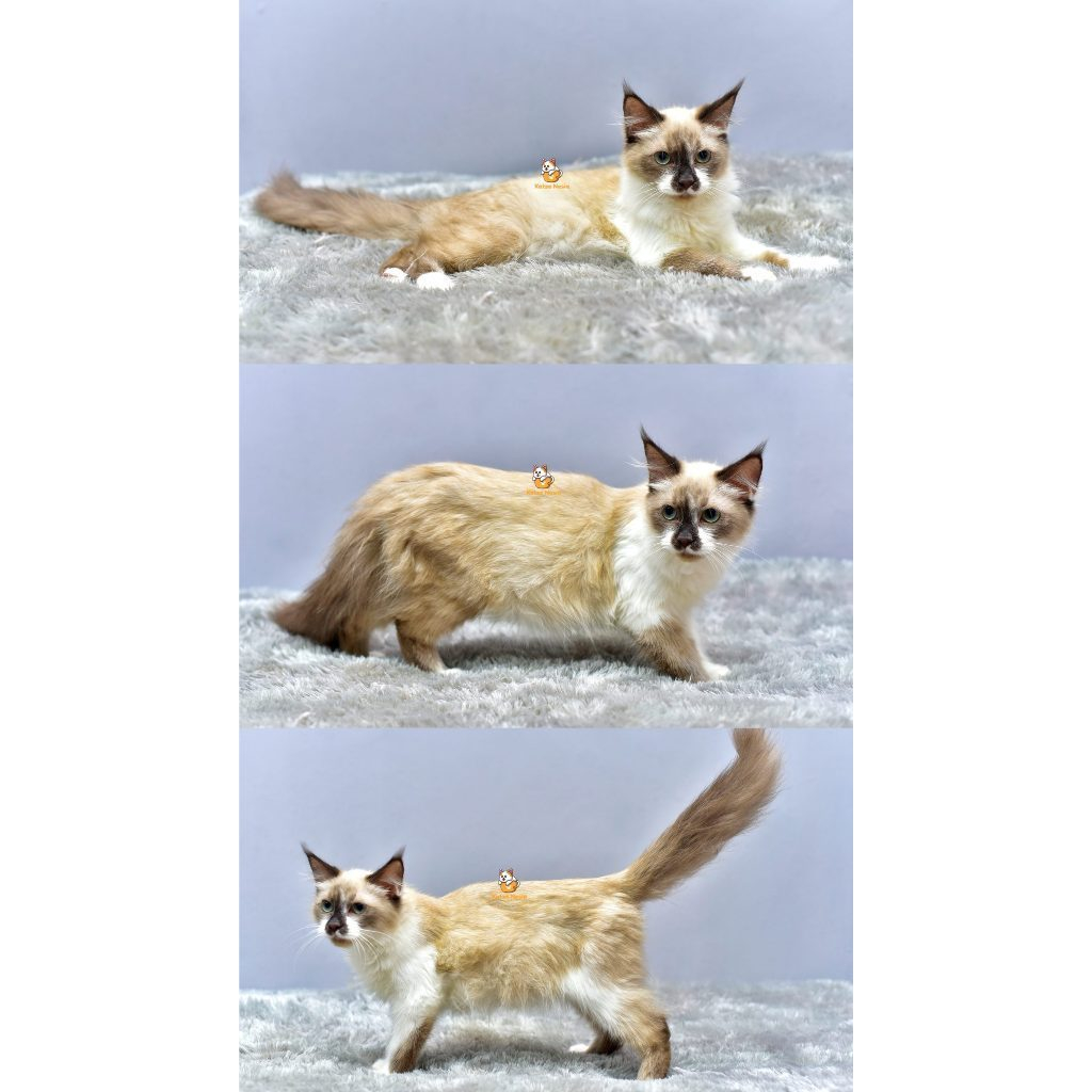 Freddy – Kucing Ragdoll 4 Bulan Jantan