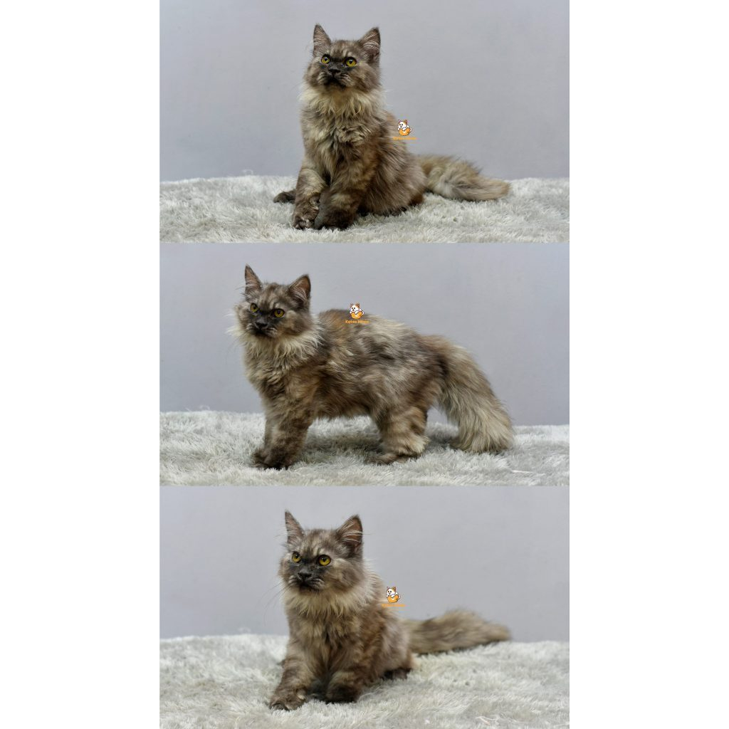 Goku – Kucing Persia Mix Maincoon 4 Bulan Jantan