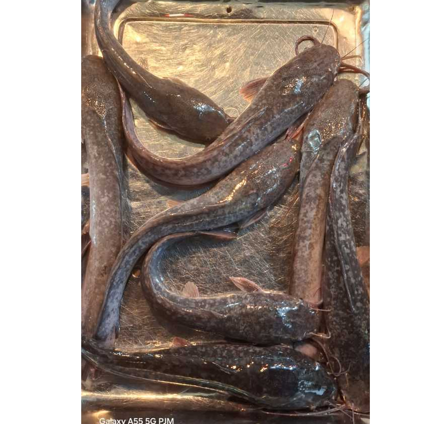 Ikan Lele Hidup Segar 1kg/ 5-8 ekor] Tanpa Bahan Pengawet