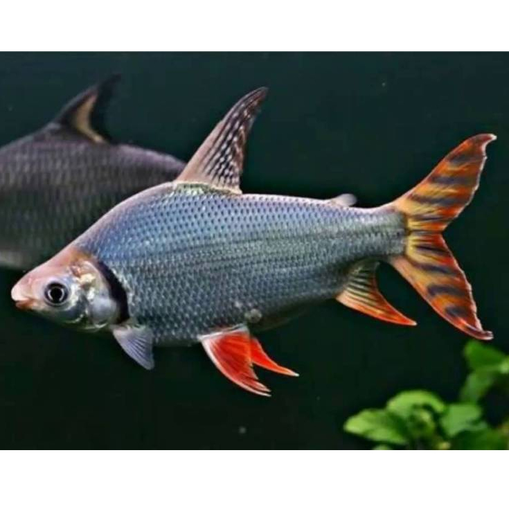Hiasan Aquarium RFF / Red Fei Feng 12-13cm / American Red Flagtail