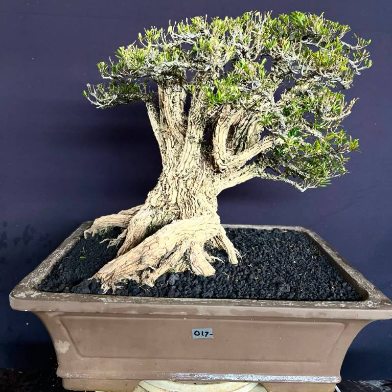 BONSAI BUXUS 017