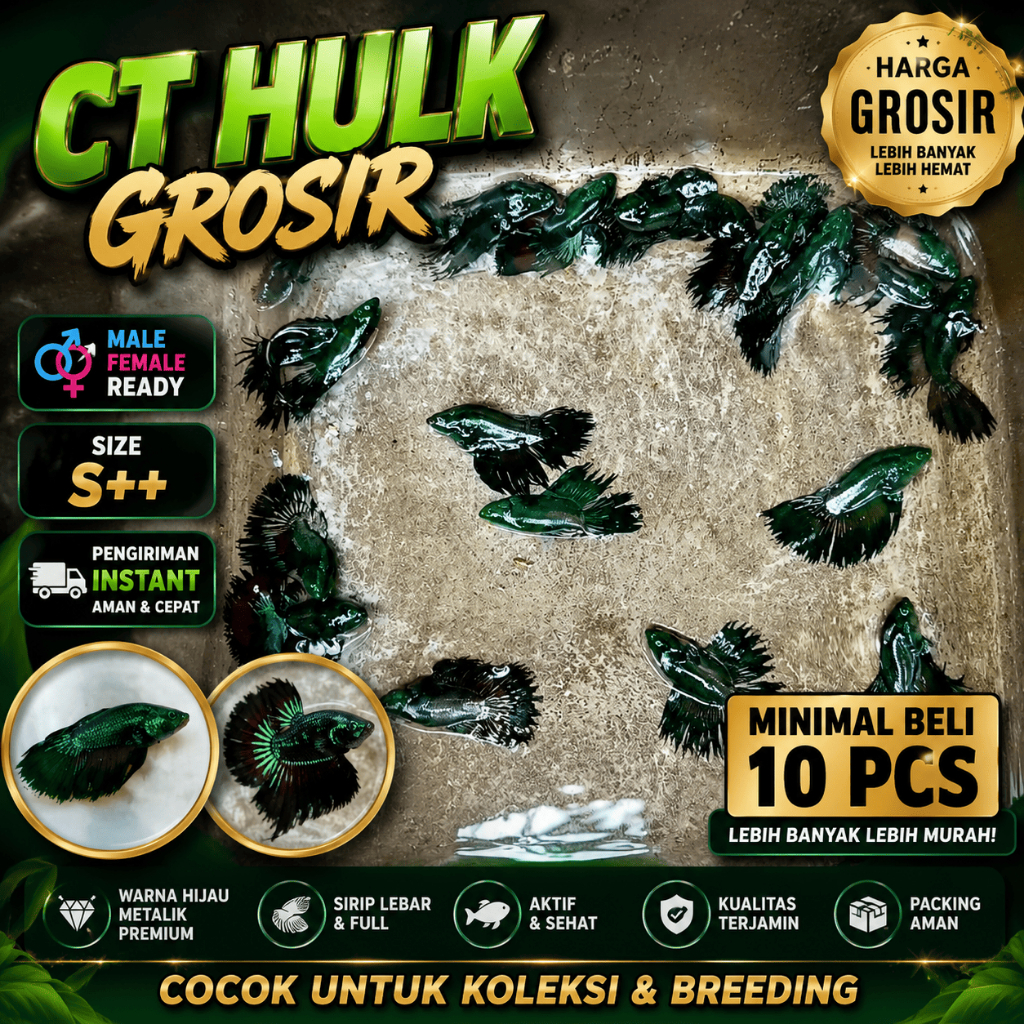 Grosir CT Crowntail Hulk Serit Sisir Hitam Kehijauan