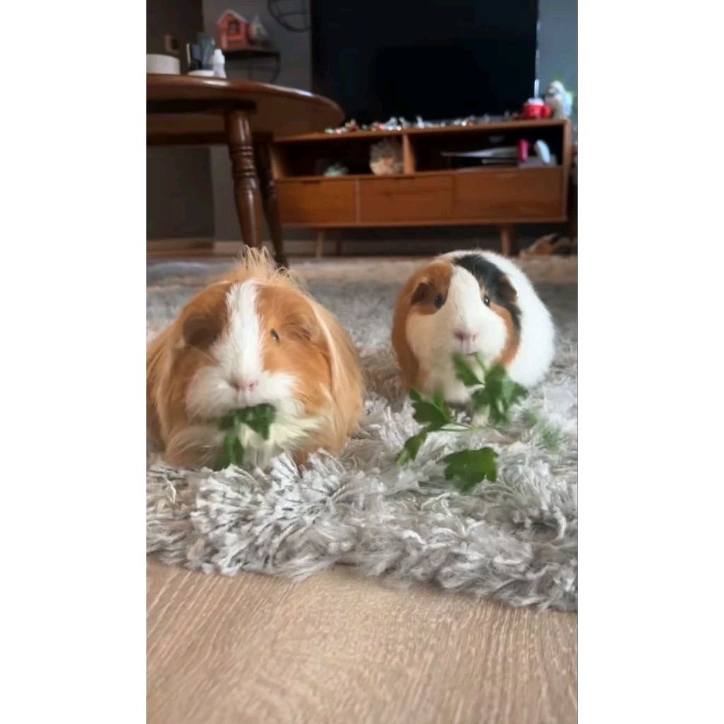 Guinea Pig American Marmut lokal Indukan Dewasa Makanan Pelet Rumput Sayur Aktif Sehat