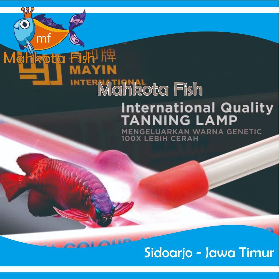 Lampu Tanning Celup Mayin | Tanning Celup Arwana | Lampu Tanning Arwana
