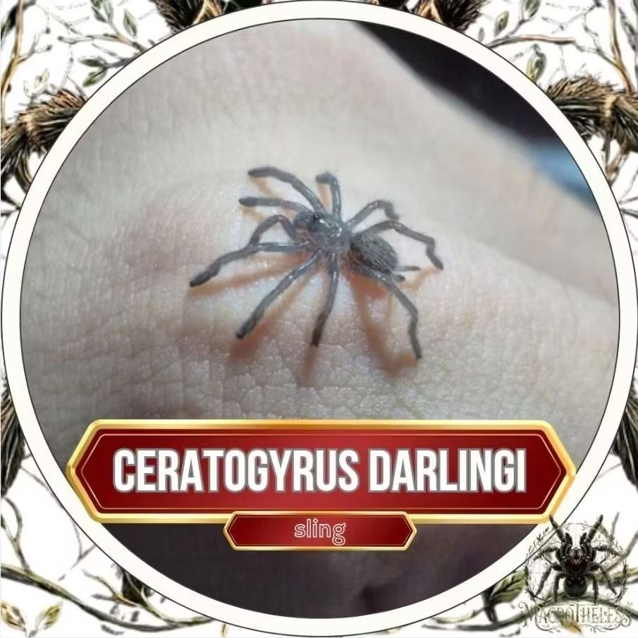 Ceratogyrus darlingi [sling] - Tarantula