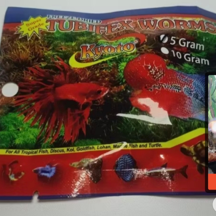 Cacing Sutra Kering Tubifex Worms Kyoto 5gr Cacing Beku Kering Caker