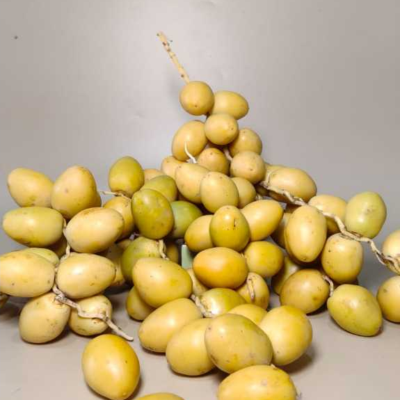 Kurma muda fresh / kurma hijau / kurma ruthob/ kurma promil/kurma muda barhee