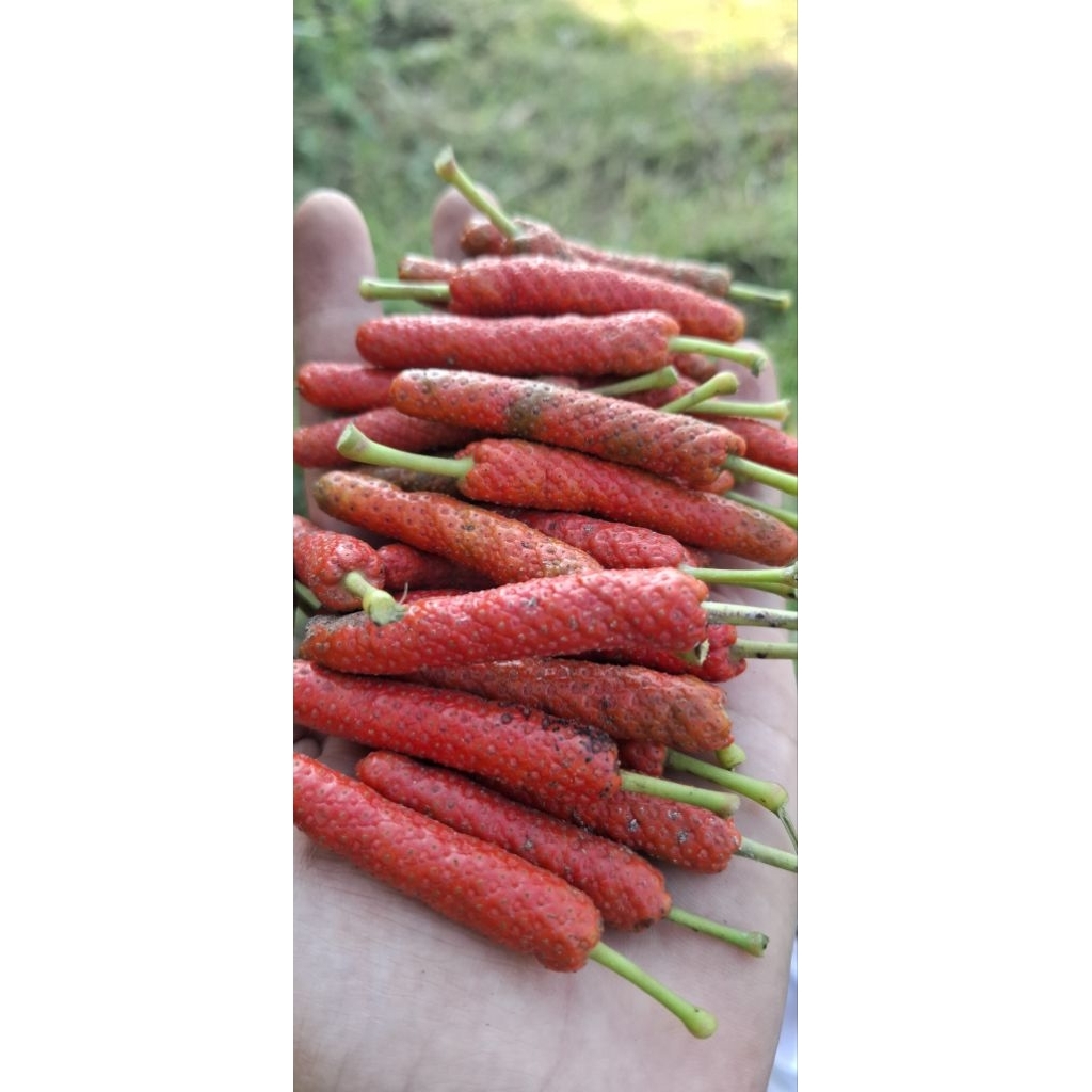 CABAI JAWA SEGAR / CABE JAWA BARU PETIK / PUYANG 100 GRAM