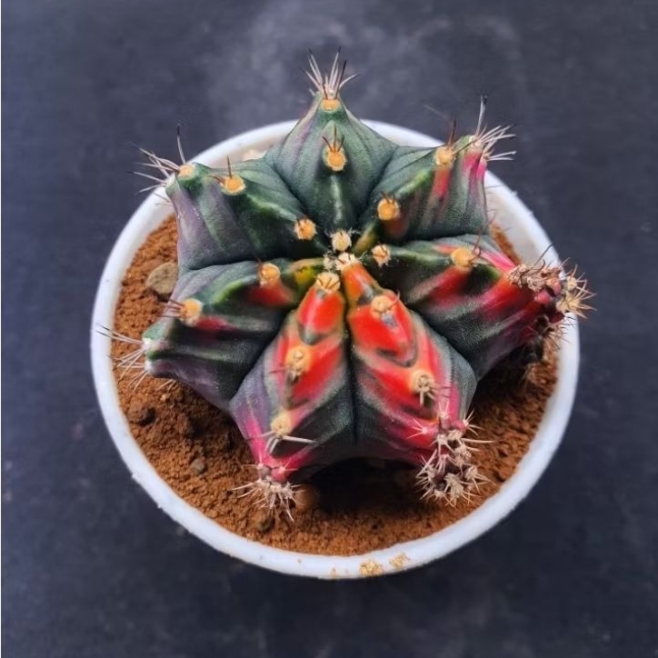Kaktus Gymno id "T31115" (Gymnocalycium mihanovichii)