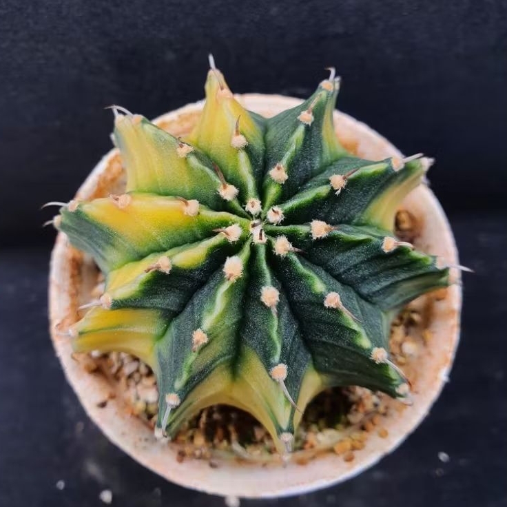 Kaktus Gymno Variegata rata single spine (Gymnocalycium mihanovichii)