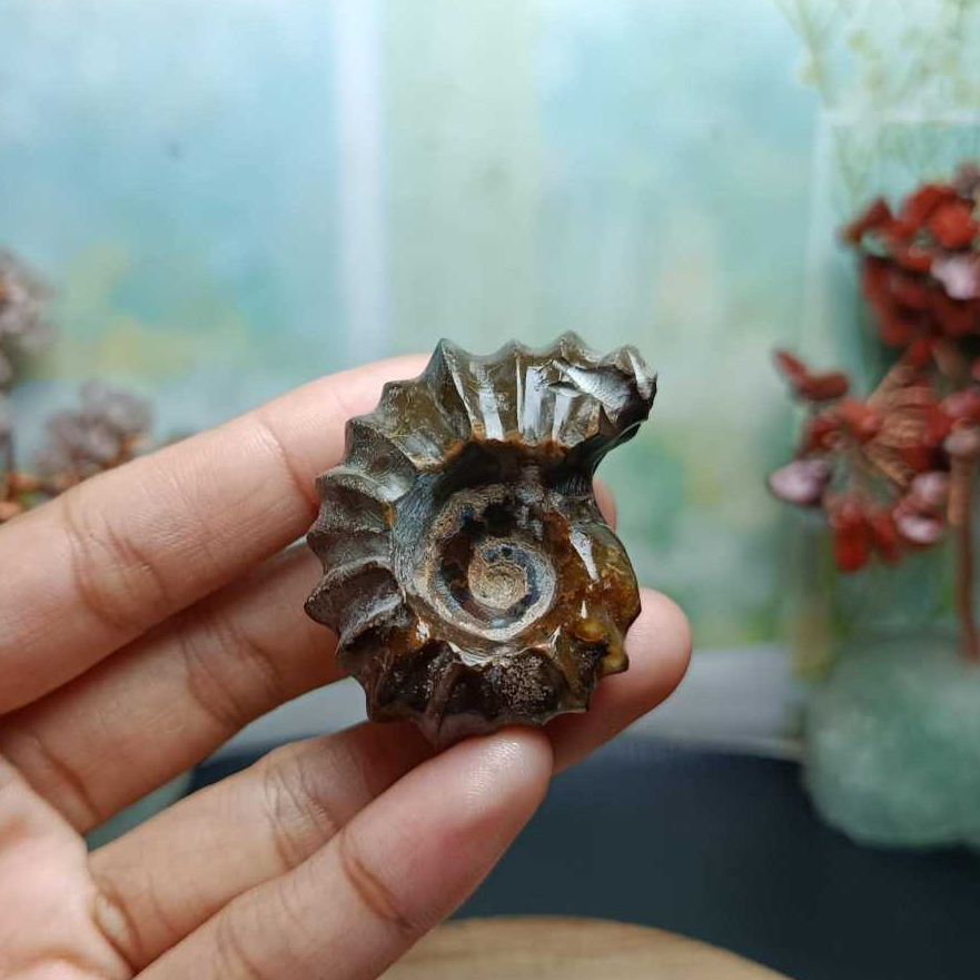 Batu Natural Horn Ammonite Keong Fossil (3) Asli Batu Alam