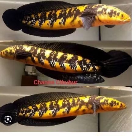 Ikan Hias Channa Maru YS - Warna Maru YS, Ukuran 8-10cm, Mental Kaca