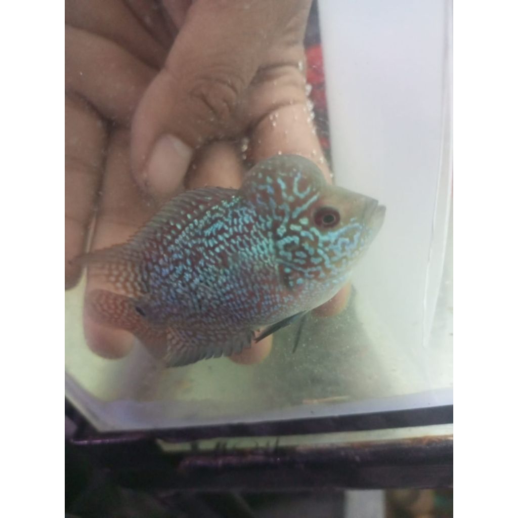 baby cilnong louhan kamfa f3 2jari