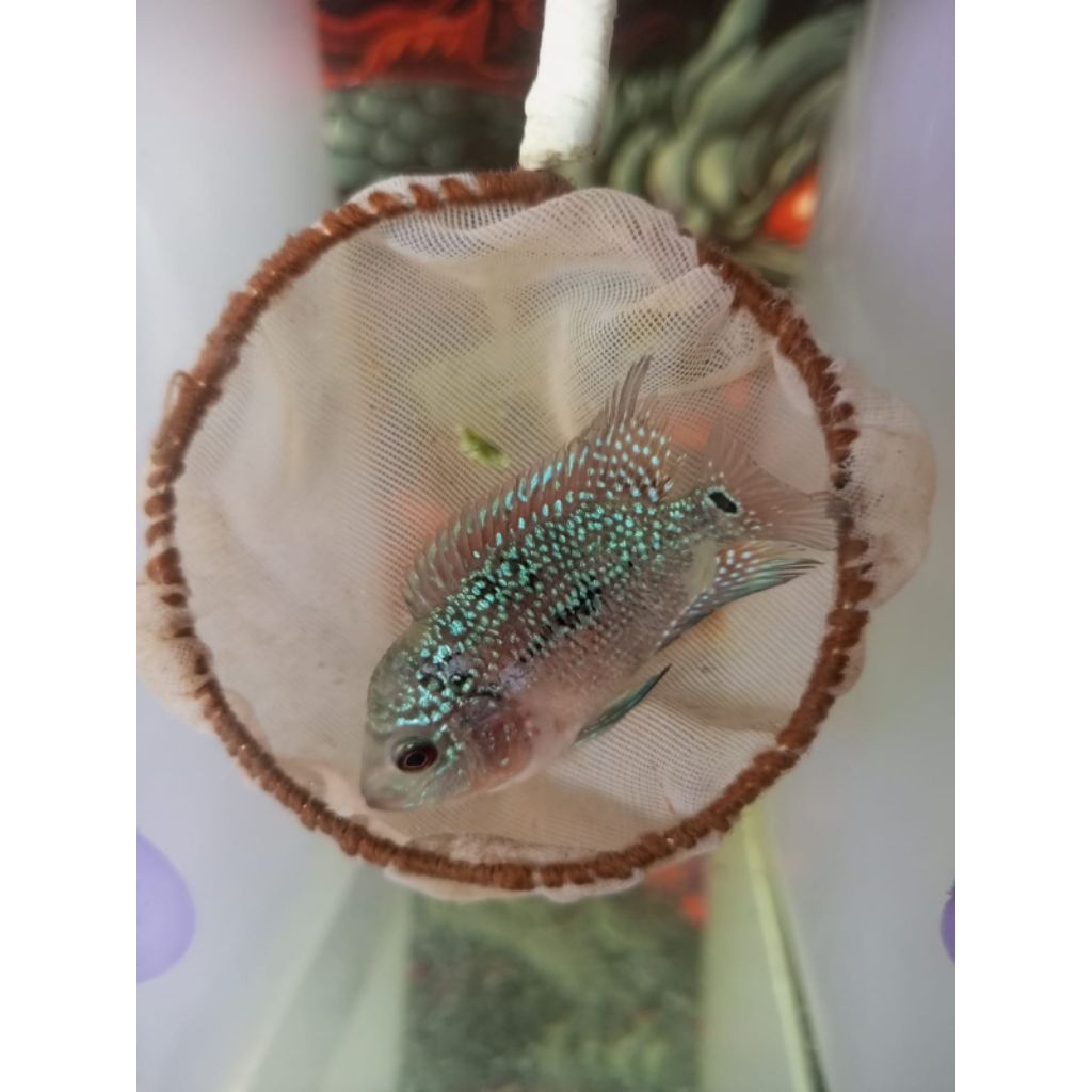 baby louhan kamfa f3 2jari cilnong