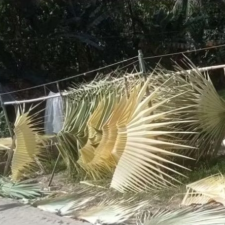 Daun Lontar/ Siwalan/ Ental Pupus Muda Basah