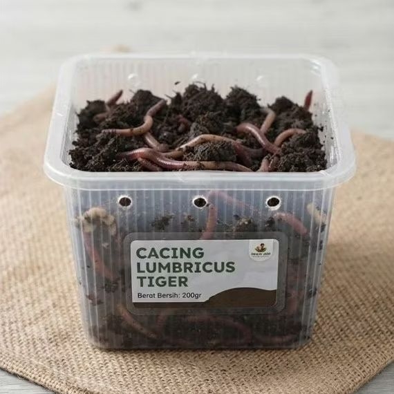 cacing lumbricus tiger kemasan ekonomis netto 100gr & 200gr isi banyak & free wadah twinwall  - Paka