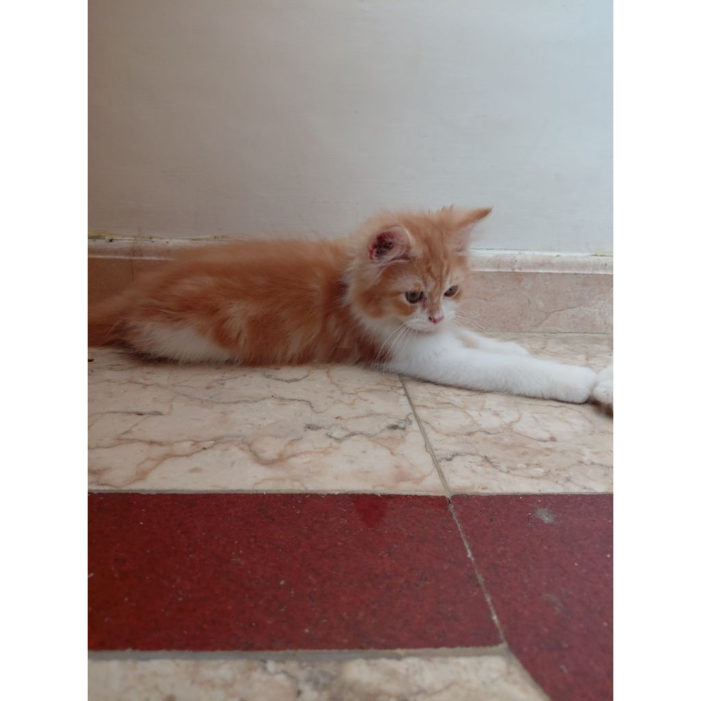 Anakan Kucing Himalaya mix Persia