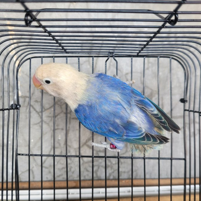 lovebird biola aqua b2 violet burung lovebird biola aqua blue2 vio opaline aqua