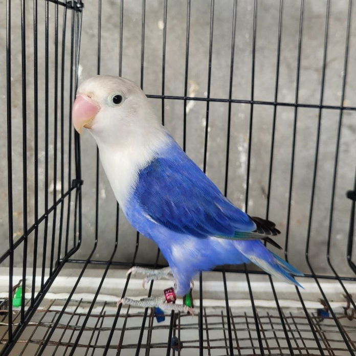 lovebird biola violet burung lovebird biola vio opaline violet opaline vio