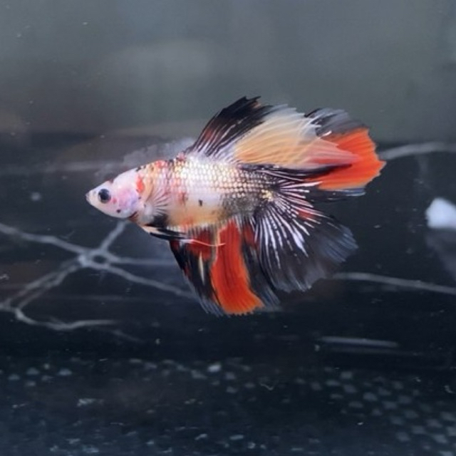 HMDT nemo copper