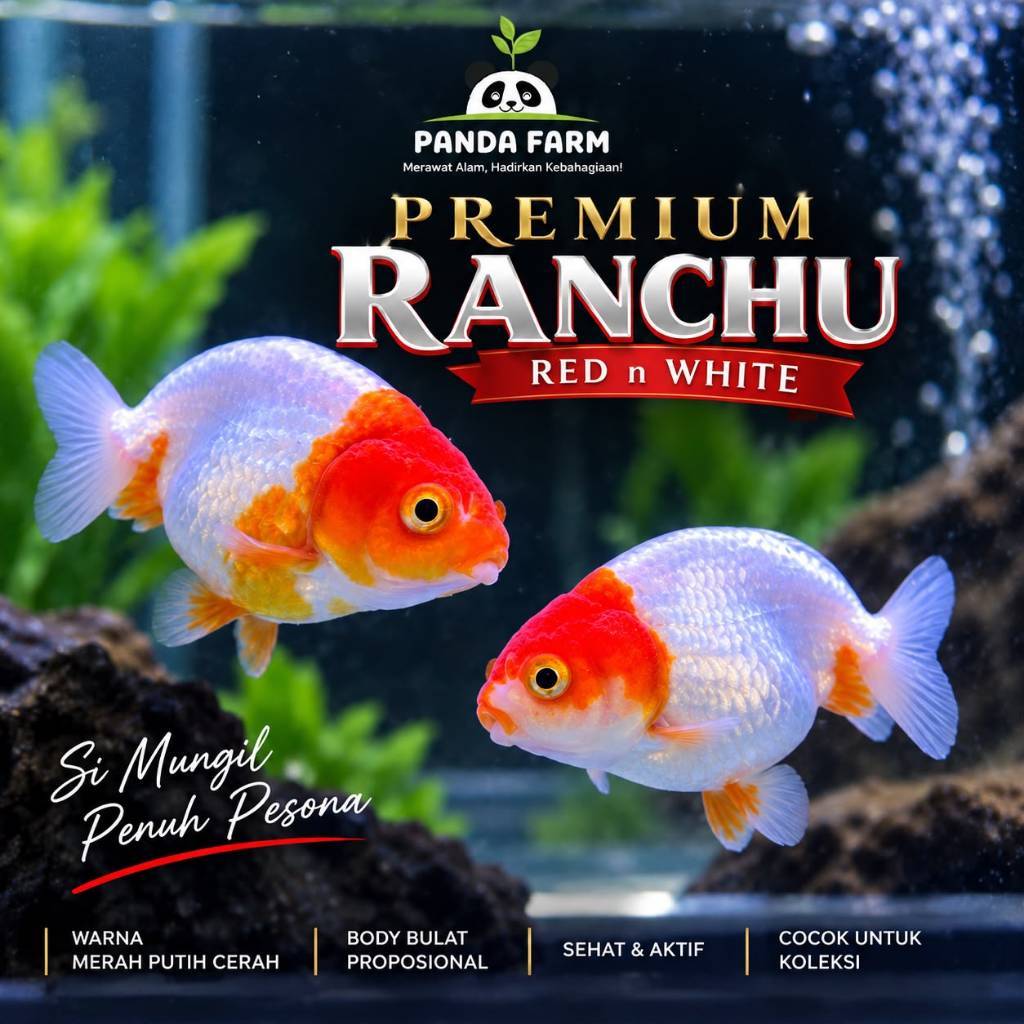 Ikan Koki Ranchu Premium Red n White