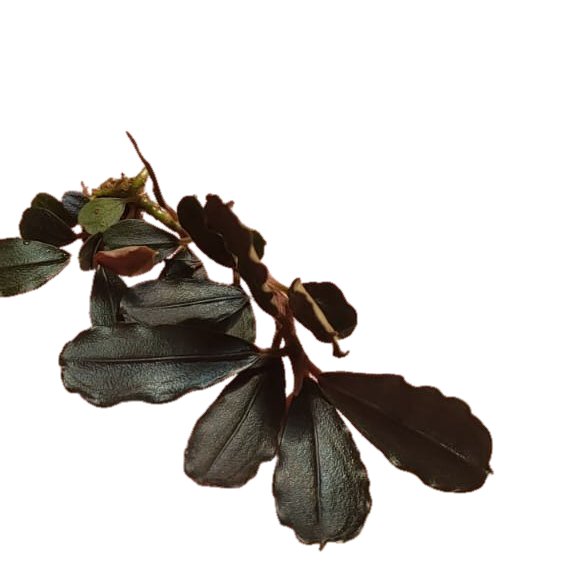 Bucephalandra Brownie upper Ghost 2.. buce daun lebar dari kapuas hulu.. rare