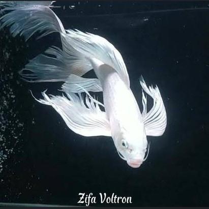 Ikan Koi Slayer Platinum Size 30Cm - Ikan Platinum Slayer - Ikan Putih Slayer - Ikan Koi Bagus