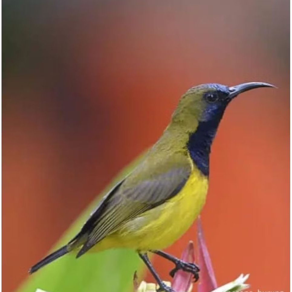 Burung sogon sortiran jantan