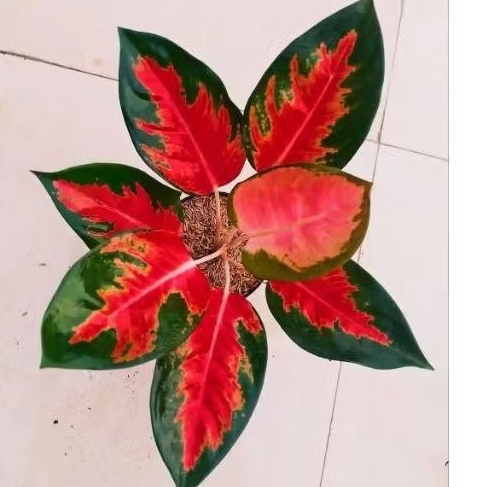 Aglonema kochin paramuay