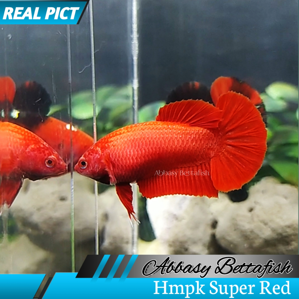Hmpk Super Red Betina Female Real Picture