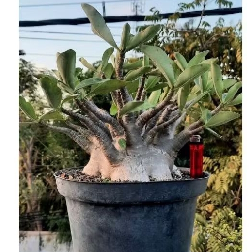 Adenium Godji original - kamboja karakter arabicum, Rcn, Thaisoco