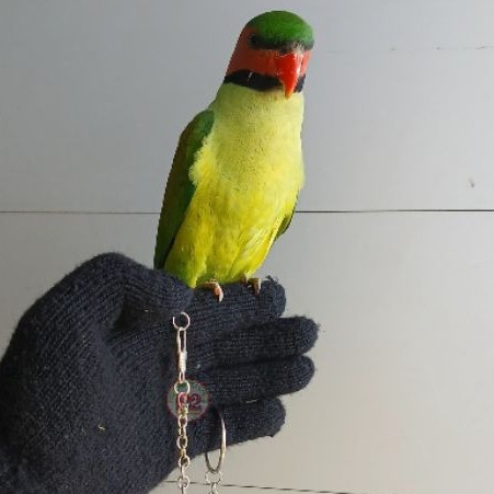 RANTAI BURUNG BETET RANTAI BURUNG NURI KEPALA HITAM RANTAI BURYNG TANAU RANTAI SUN CONURE RANTAI IND