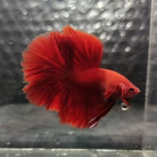 Ikan Cupang Halfmoon Super Red (HM SR) Cabai Solid