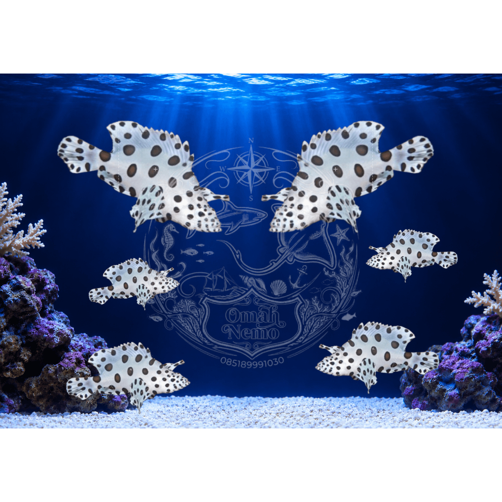 Ikan Hias Air Laut Jenis Grace Kelly / Kerapu Tikus (Humpback Panther Grouper)