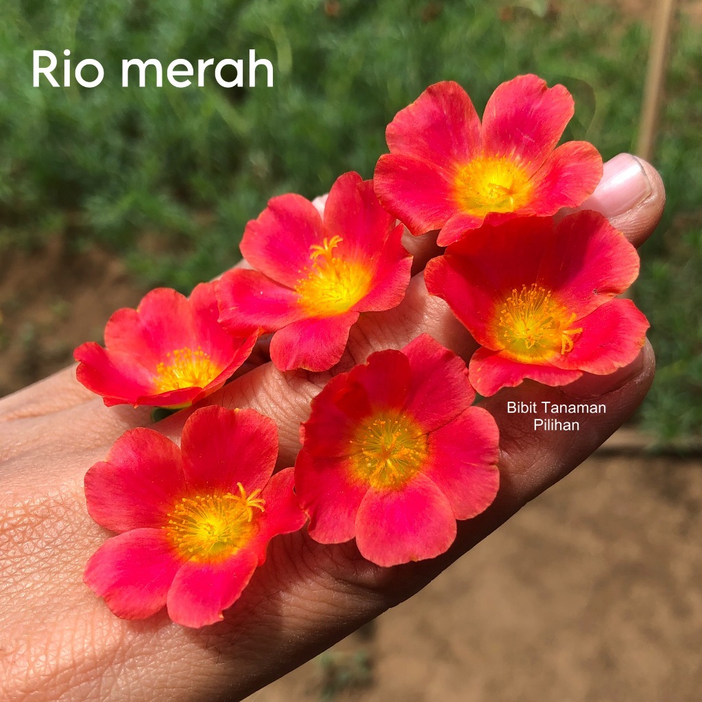 Bunga krokot rio merah