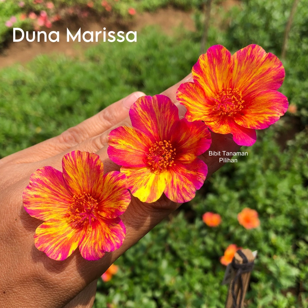 Bunga krokot duna marisa