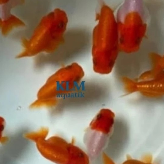ISI 4 RANCU RW free pelet termurah