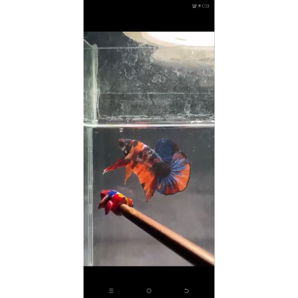 ikan cupang multicolor