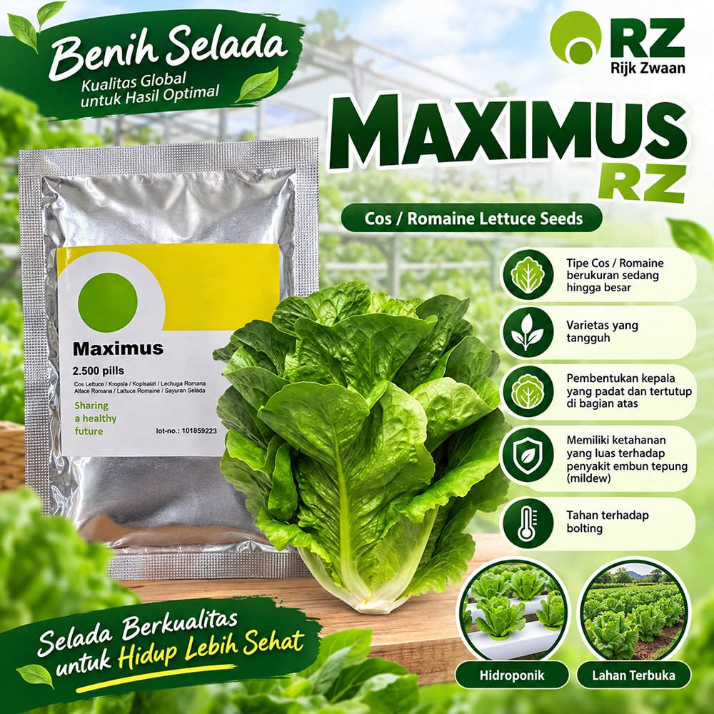 Benih Selada Romaine MAXIMUS Rz 2500 pills