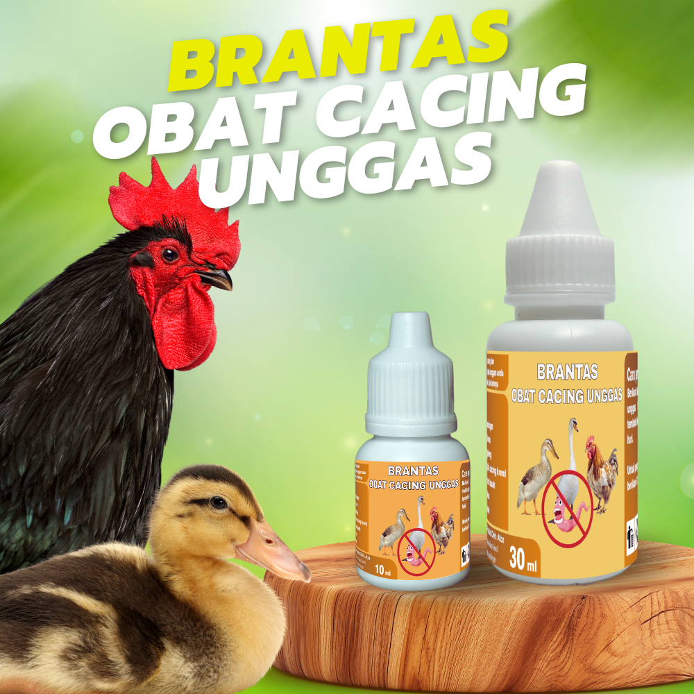 Obat Cacing Unggas Ayam Bebek Entok Nyilet Kurus Bulu Ngembang Tidak Nafsu Makan BRANTAS UNGGAS