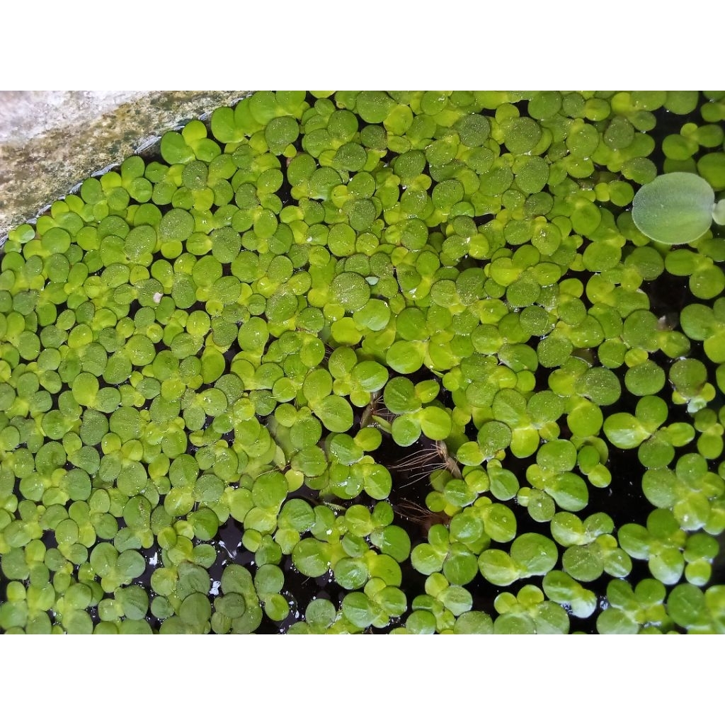 TANAMAN MATA LELE (Lemna Minor, Duckweed atau Spirodela Polyrhiza)